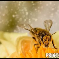 Пчелы наши друзья или враги - интересная информация про пчел 1