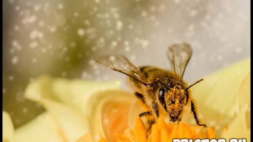 Пчелы наши друзья или враги - интересная информация про пчел 1