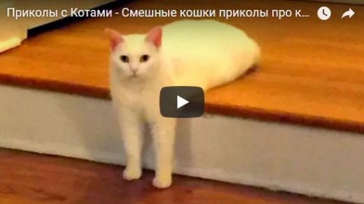 Смешные видео приколы про котов и кошек - смотреть бесплатно