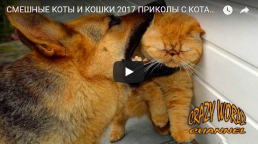 Смешные видео про котиков - смотреть бесплатно, новая подборка №16
