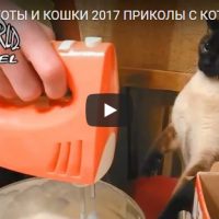 Смешные видео про котов и кошек - прикольные и ржачные, 2017