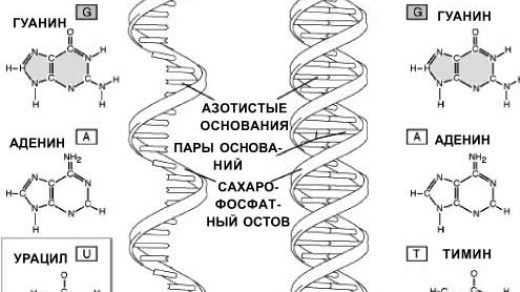 Сравнительная характеристика РНК и ДНК - основные функции, строение 2
