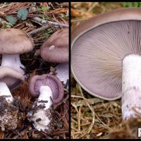 Съедобные грибы рядовки - фото и описание, как выглядят рядовки 1