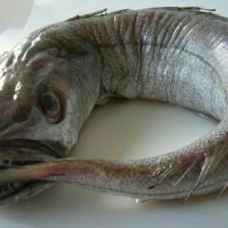 Рыба из ада в интернете испугались рыбу Хек - интересные новости 1