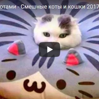 Смешные и ржачные приколы с котами - видео до слез, подборка №26