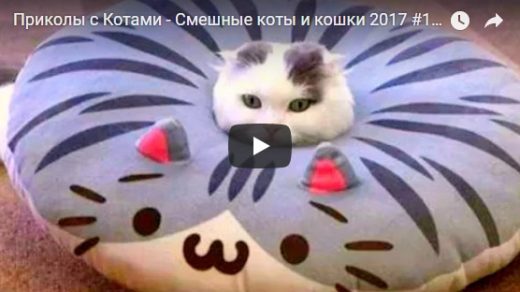 Смешные и ржачные приколы с котами - видео до слез, подборка №26