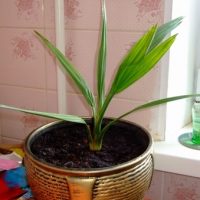 Как вырастить финиковую пальму из косточки в домашних условиях - секреты 1