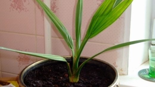 Как вырастить финиковую пальму из косточки в домашних условиях - секреты 1
