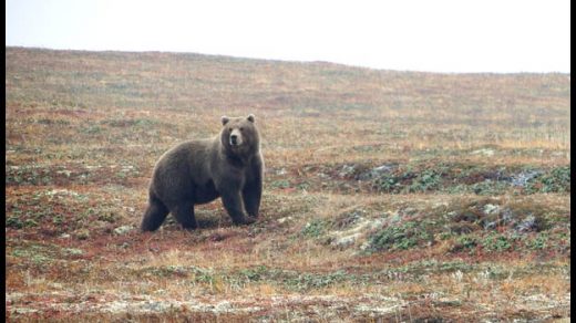 Как спастись от медведя в лесу Как необходимо вести себя 2