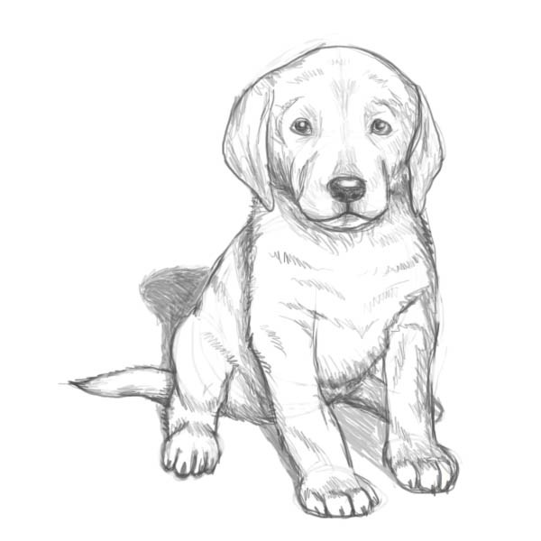 Картинки для срисовки Год собаки - самые прикольные и красивые 10