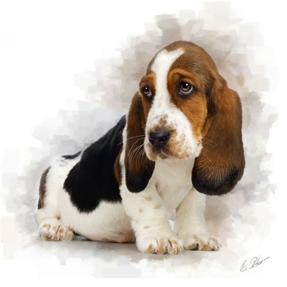 Картинки для срисовки Год собаки - самые прикольные и красивые 9