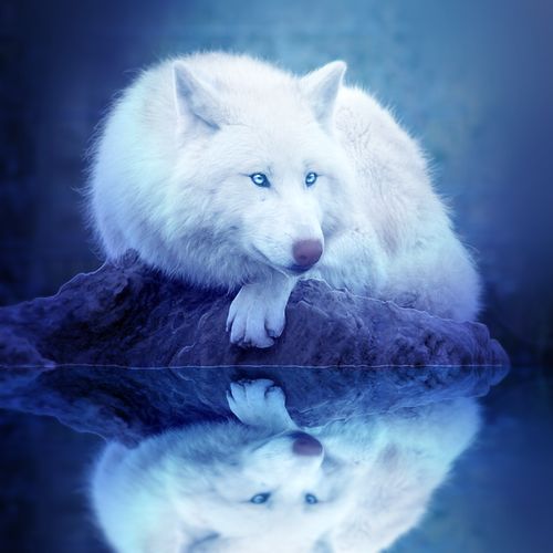 Красивые и прикольные картинки волка на аватарку - скачать бесплатно 4
