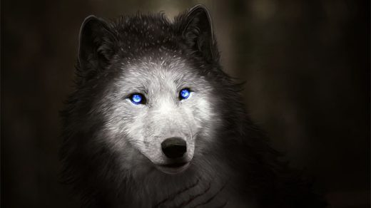 Красивые и прикольные картинки волка на аватарку - скачать бесплатно 5