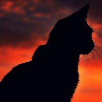Красивые силуэты кошки картинки и изображения - интересная подборка 11