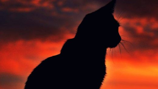 Красивые силуэты кошки картинки и изображения - интересная подборка 11
