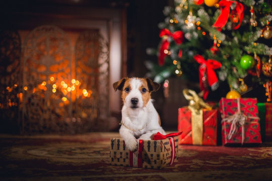 Новогодние картинки 2018 в год собаки - скачать бесплатно, очень красивые 1
