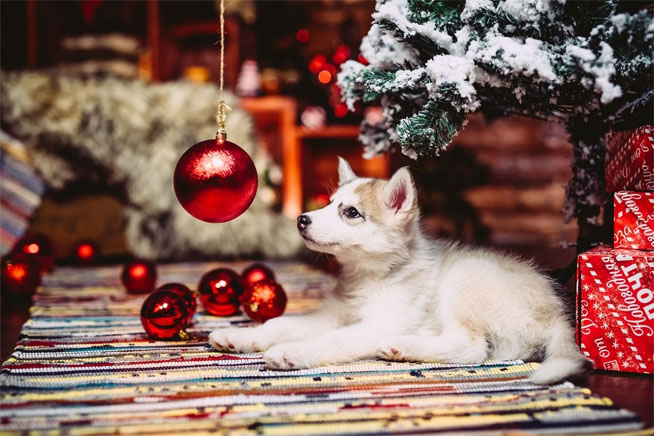 Новогодние картинки 2018 в год собаки - скачать бесплатно, очень красивые 10