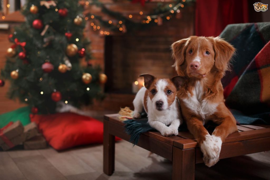 Новогодние картинки 2018 в год собаки - скачать бесплатно, очень красивые 12