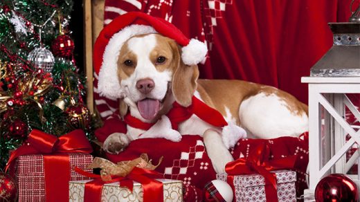 Новогодние картинки 2018 в год собаки - скачать бесплатно, очень красивые 6