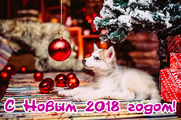 Поздравления С Новым годом собаки 2018 - картинки и открытки 11