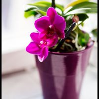 Правильный уход за орхидеей в домашних условиях - основные секреты 2