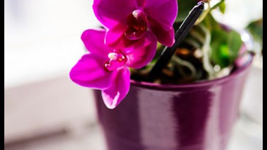 Правильный уход за орхидеей в домашних условиях - основные секреты 2