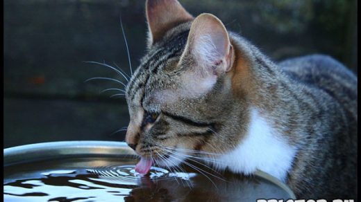 Сколько воды должна пить кошка в день Признаки нормально питья 1