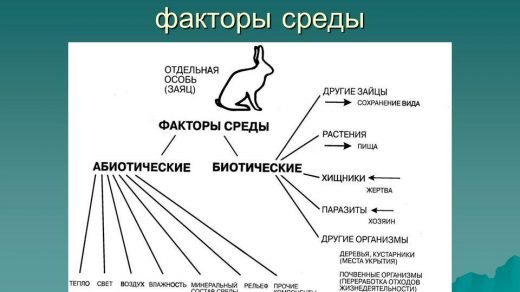 Абиотические факторы среды обитания и их влияние на живые организмы 2