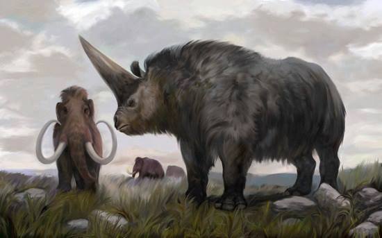 Elasmotherium - огромный волосатый единорог, который обитал на Земле 29 000 лет назад 1
