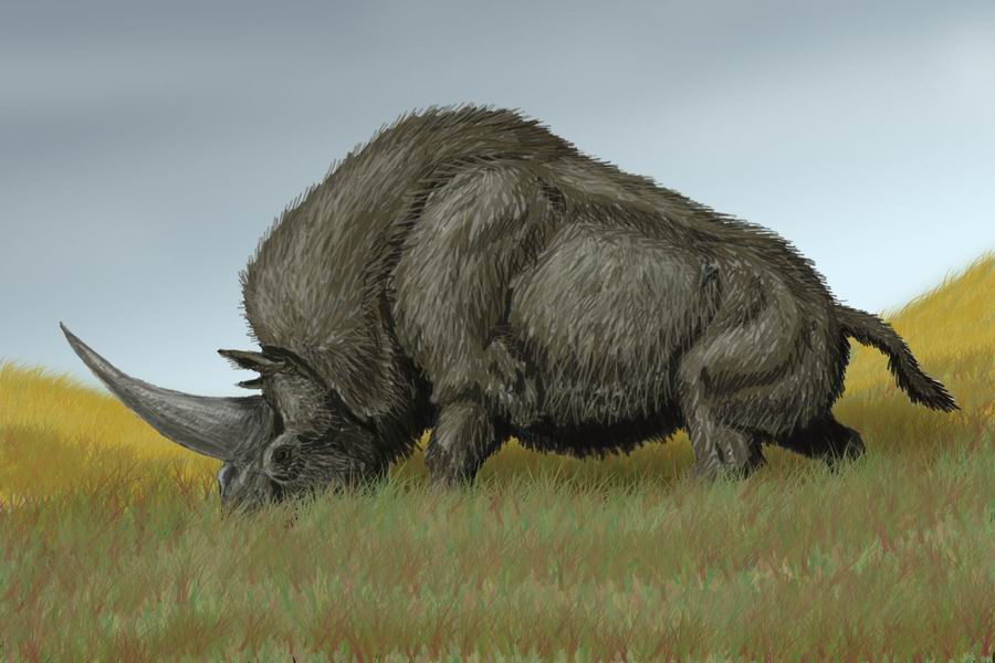 Elasmotherium - огромный волосатый единорог, который обитал на Земле 29 000 лет назад 3