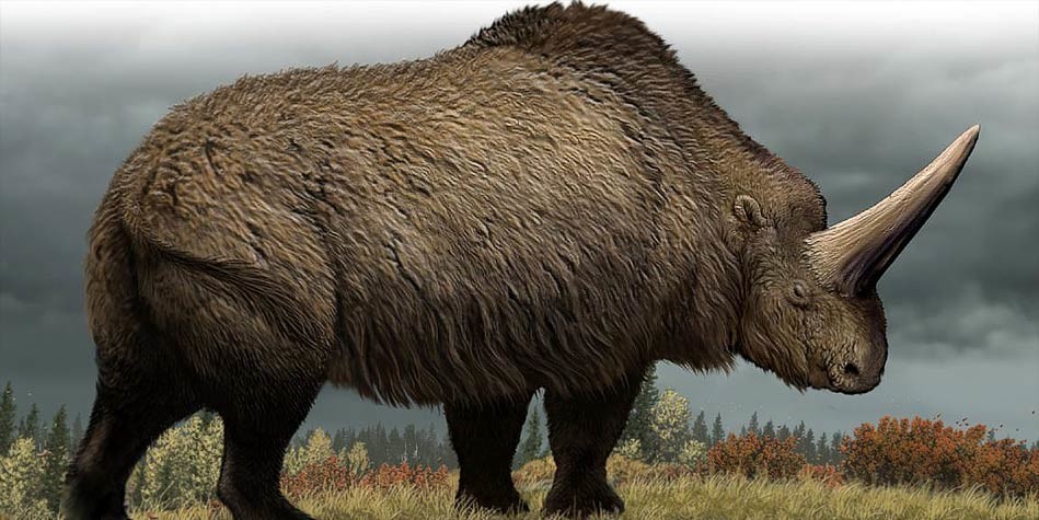 Elasmotherium - огромный волосатый единорог, который обитал на Земле 29 000 лет назад 4