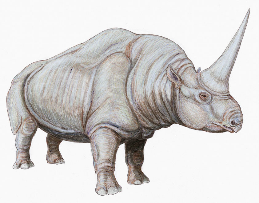 Elasmotherium - огромный волосатый единорог, который обитал на Земле 29 000 лет назад 5