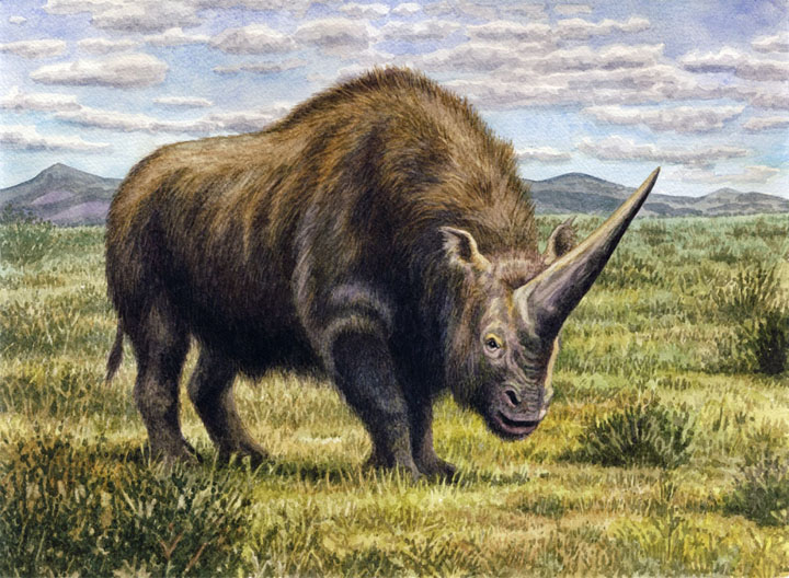 Elasmotherium - огромный волосатый единорог, который обитал на Земле 29 000 лет назад 7