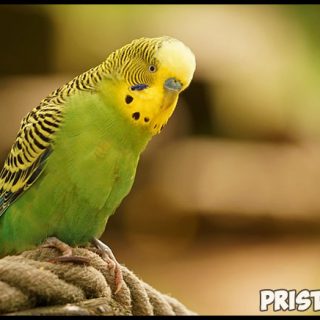 Как научить говорить волнистого попугая - эффективные способы и советы 4