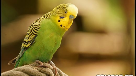 Как научить говорить волнистого попугая - эффективные способы и советы 4