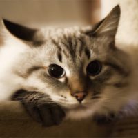 Как ухаживать за невской маскарадной кошкой - основные правила 2