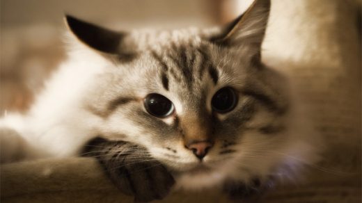 Как ухаживать за невской маскарадной кошкой - основные правила 2