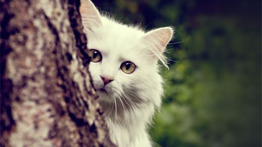 Картинки на аву кошки и коты - самые интересные и невероятные 12