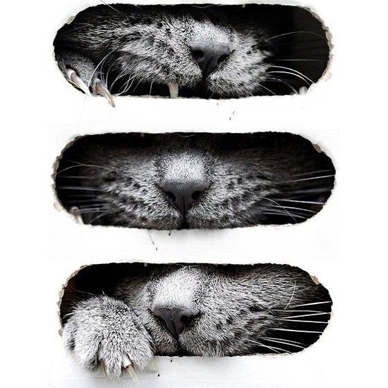 Картинки на аву кошки и коты - самые интересные и невероятные 13