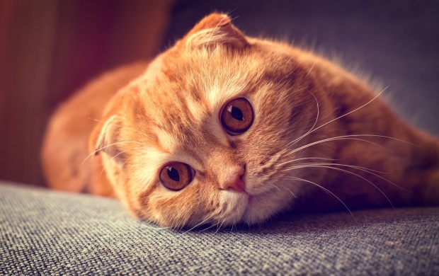 Картинки на аву кошки и коты - самые интересные и невероятные 14