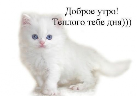 "Доброе утро котик" - самые красивые и приятные открытки, картинки 9