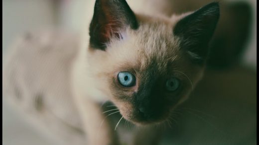 Как приучить котенка к лотку в квартире - основные секреты и способы 3