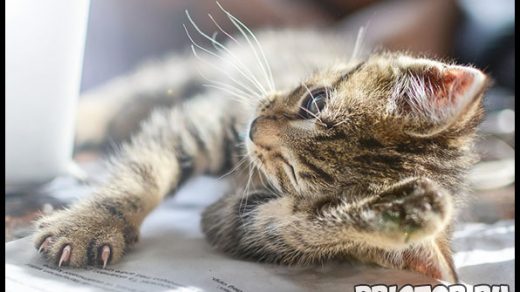 Кожный зуд у кошек - основные причины, что делать в данном случае 3