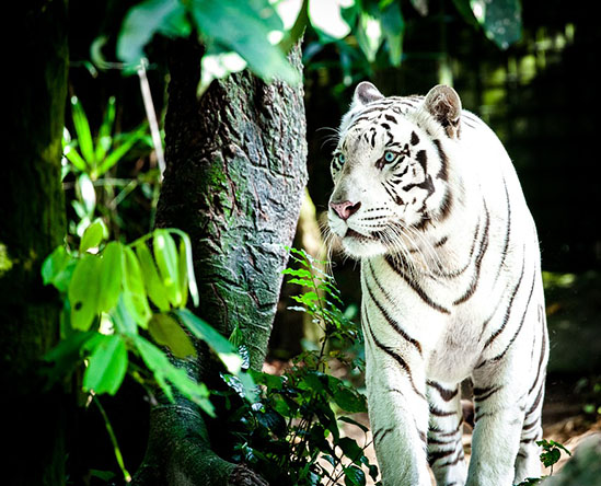 Тигры фото животных, самые необычные и удивительные картинки 1