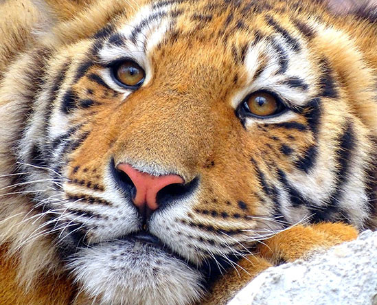 Тигры фото животных, самые необычные и удивительные картинки 12