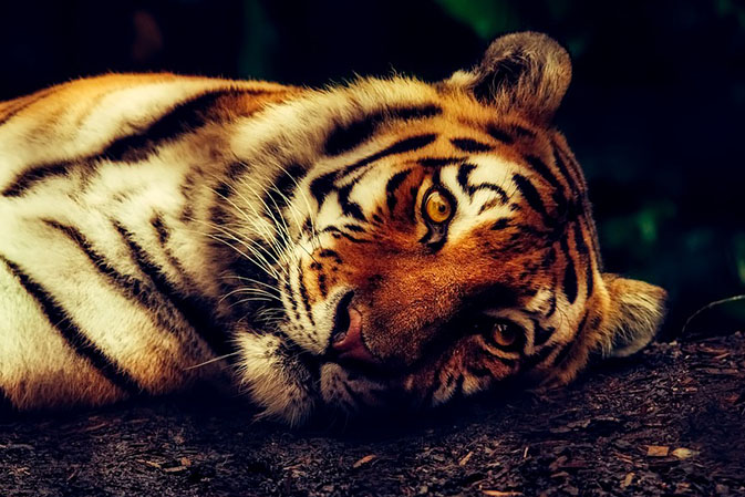 Тигры фото животных, самые необычные и удивительные картинки 14