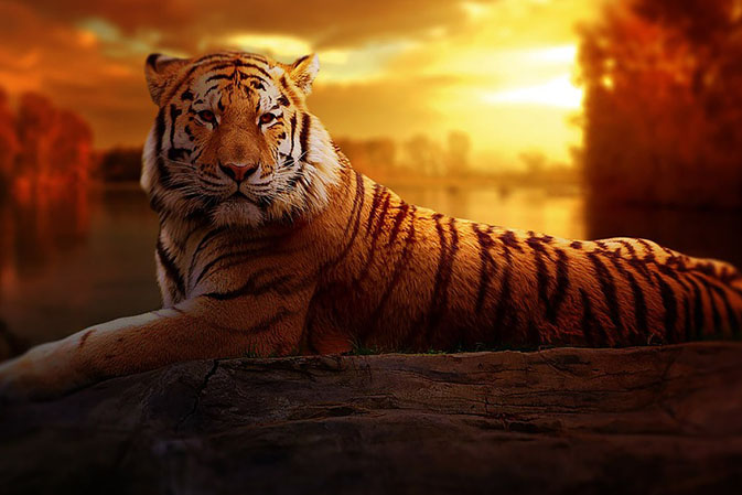 Тигры фото животных, самые необычные и удивительные картинки 15
