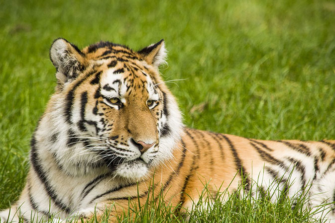 Тигры фото животных, самые необычные и удивительные картинки 19