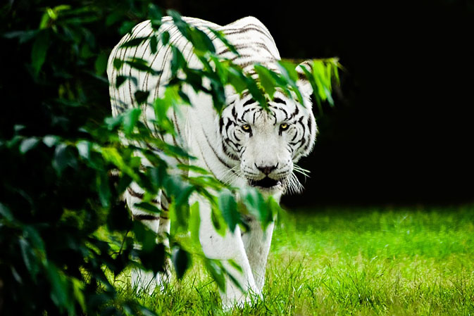 Тигры фото животных, самые необычные и удивительные картинки 2