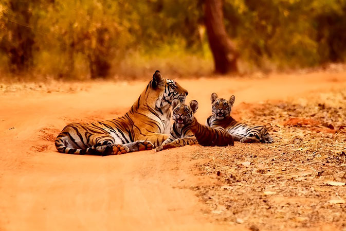 Тигры фото животных, самые необычные и удивительные картинки 21